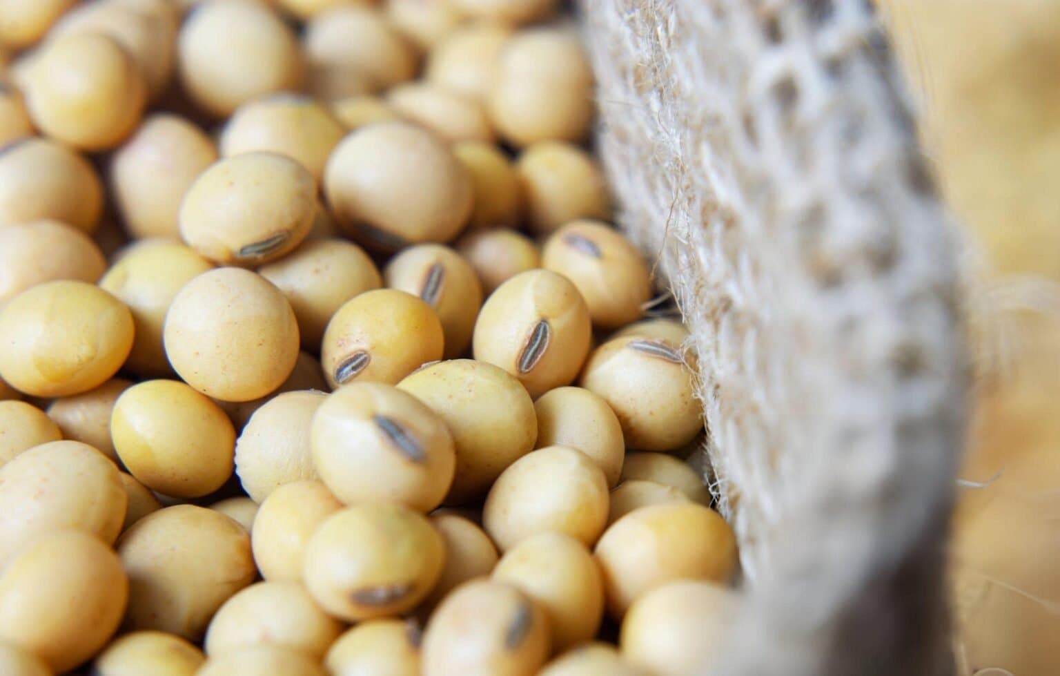 Soybeans